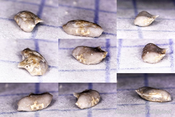 нижний карбон, стешевский горизонт, Заборье