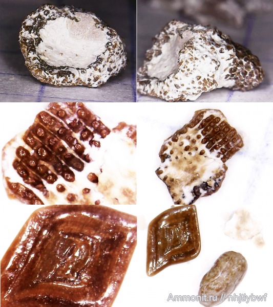 рыбы, нижний карбон, Chondrichthyes, стешевский горизонт, чешуя, зубы рыб, Заборье