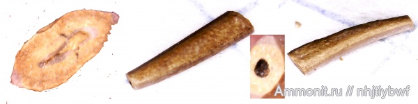 нижний карбон, стешевский горизонт, Заборье