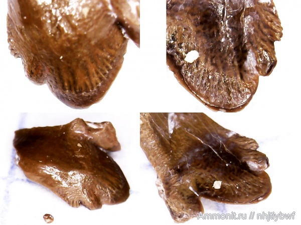 рыбы, нижний карбон, Chondrichthyes, стешевский горизонт, Petalodontiformes, зубы рыб, Заборье