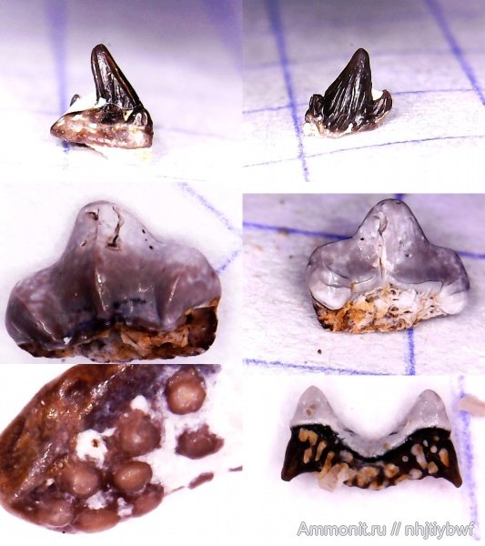 рыбы, нижний карбон, стешевский горизонт, зубы рыб, Заборье, Diclitodus