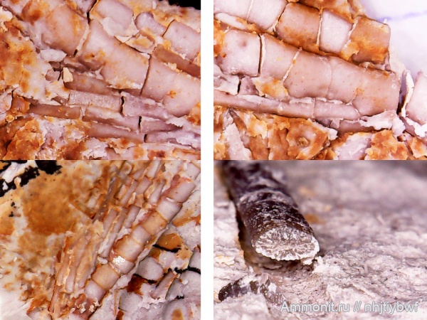 морские лилии, криноидеи, нижний карбон, стешевский горизонт, Заборье