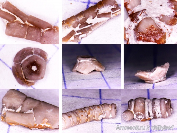 морские лилии, криноидеи, нижний карбон, стешевский горизонт, Заборье