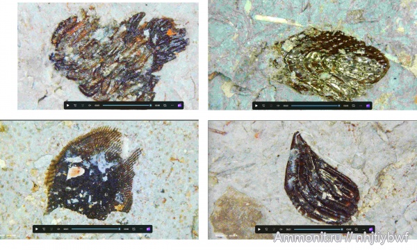 рыбы, нижний карбон, стешевский горизонт, Заборье, чешуя рыб