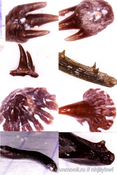 рыбы, нижний карбон, стешевский горизонт, чешуя, шипы, Заборье