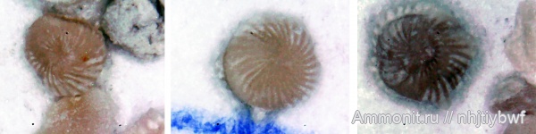 фораминиферы, подольский горизонт, средний карбон, Пирочи