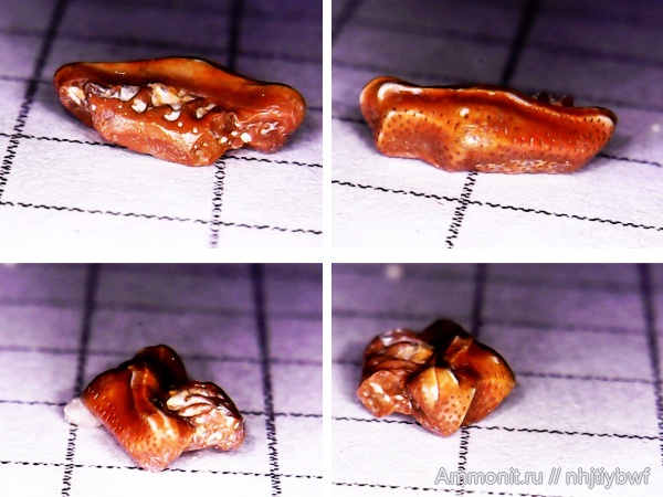 рыбы, нижний карбон, Chondrichthyes, Oxytomodus, стешевский горизонт, зубы рыб, Заборье