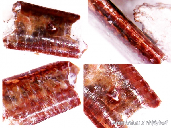 нижний карбон, стешевский горизонт, Заборье, Sphenothallus