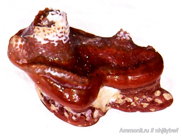 рыбы, нижний карбон, Chondrichthyes, стешевский горизонт, Venustodus, зубы рыб, Заборье