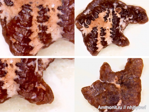 рыбы, нижний карбон, стешевский горизонт, чешуя, Заборье, чешуя рыб