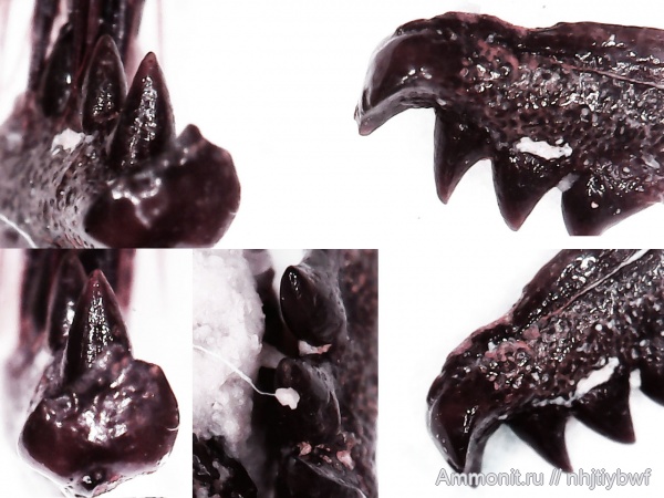 нижний карбон, Chondrichthyes, стешевский горизонт, Holocephali, Заборье, Protochimaera, протохимеры