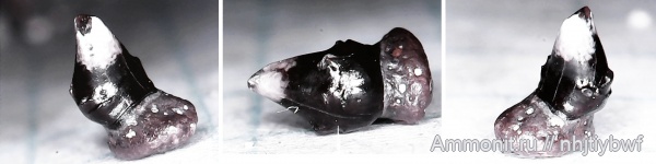 зубы, нижний карбон, стешевский горизонт, зубы рыб, Заборье, Calopodus