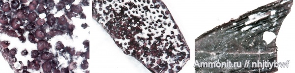 рыбы, нижний карбон, стешевский горизонт, зубы рыб, Заборье, fish, лучепёрые рыбы