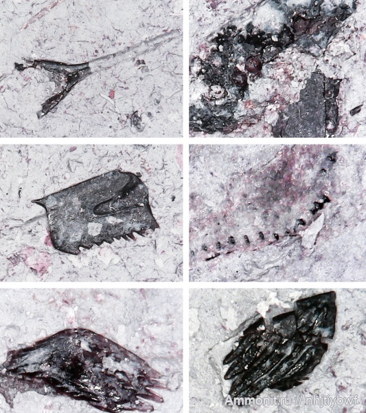 рыбы, нижний карбон, стешевский горизонт, чешуя, Заборье, чешуя рыб, fish, лучепёрые рыбы