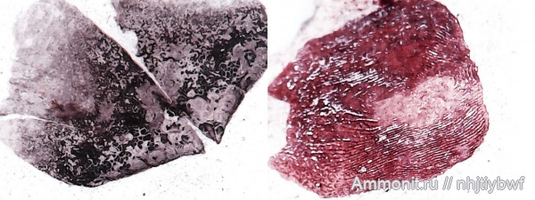 аммониты, Крым, сеноман, Ammonoidea, Трудолюбовка, анаптихи