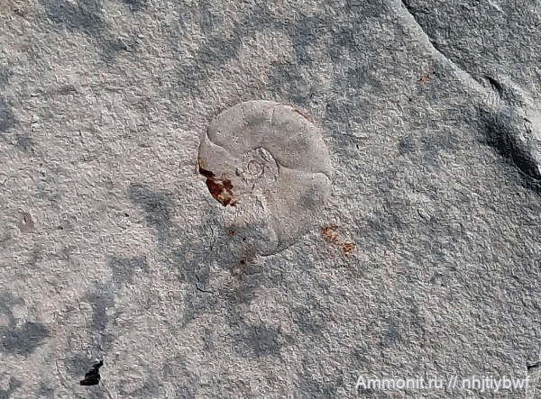 аммониты, Крым, сеноман, Puzosia, Трудолюбовка, Puzosia planulata