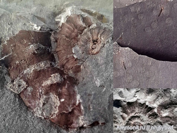 аммониты, оксфорд, Euaspidoceras, келловей, Крым