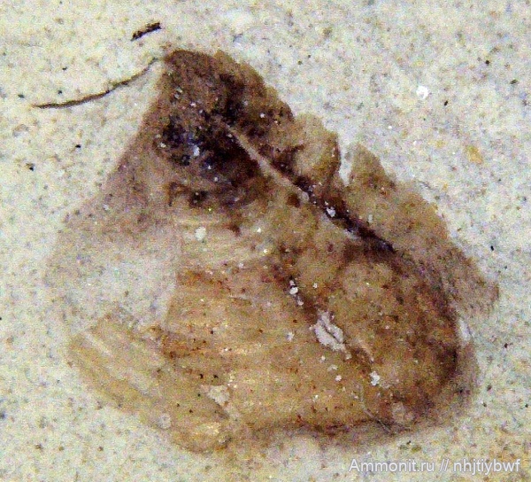 аммониты, Крым, аптихи, сеноман, Ammonoidea, Трудолюбовка