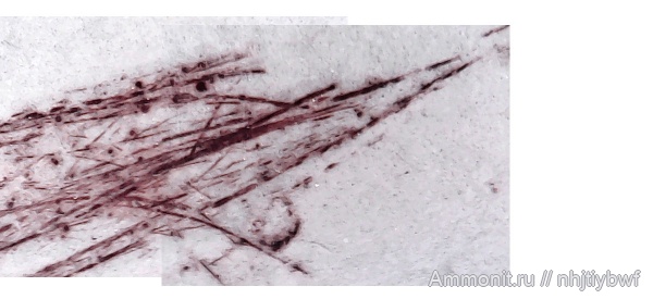 водоросли, Крым, сеноман, Трудолюбовка