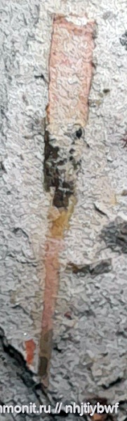 головоногие моллюски, нижний карбон, стешевский горизонт, Заборье