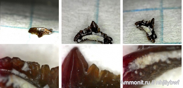 рыбы, нижний карбон, стешевский горизонт, Venustodus, зубы рыб, Заборье, fish