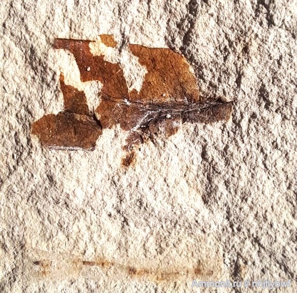 Крым, сеноман, Трудолюбовка