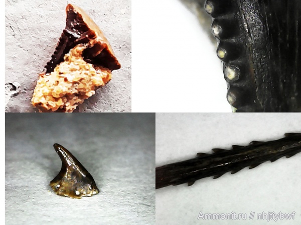 нижний карбон, стешевский горизонт, Заборье, шипы рыб нижний карбон, стешевский горизонт, Заборье, шипы рыб