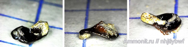 рыбы, нижний карбон, стешевский горизонт, Petalodontiformes, зубы рыб, Заборье