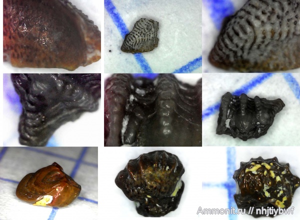 рыбы, нижний карбон, стешевский горизонт, зубы рыб, Заборье, чешуя рыб