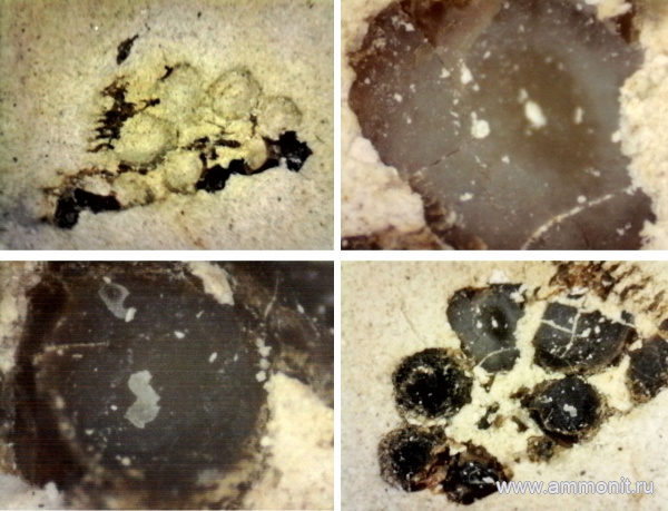 Крым, сеноман, Трудолюбовка
