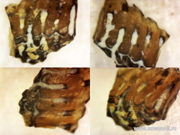 нижний карбон, стешевский горизонт, Заборье