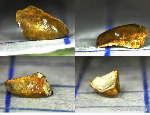 рыбы, нижний карбон, стешевский горизонт, зубы рыб, Заборье, Protochimaera