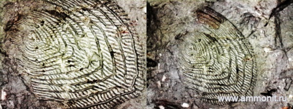 рыбы, нижний карбон, стешевский горизонт, Заборье, чешуя рыб, саркоптеригии