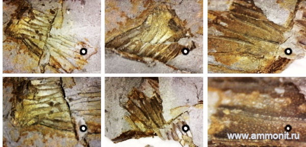 членистоногие, нижний карбон, стешевский горизонт, Заборье