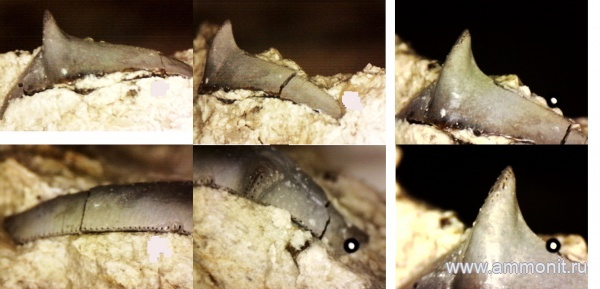 рыбы, нижний карбон, стешевский горизонт, Pristodus, зубы рыб, Заборье, Pristodontidae