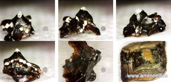 рыбы, нижний карбон, стешевский горизонт, зубы рыб, Заборье