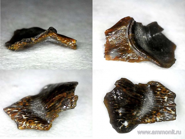 рыбы, нижний карбон, стешевский горизонт, Petalodontiformes, зубы рыб, Заборье