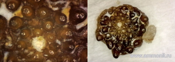 рыбы, нижний карбон, стешевский горизонт, Palaeonisciformes, зубы рыб, Заборье, палеониски