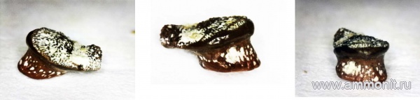 рыбы, нижний карбон, Oxytomodus, стешевский горизонт, зубы рыб, Заборье