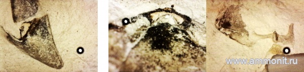 аммониты, головоногие моллюски, Крым, ринхолиты, сеноман, Трудолюбовка