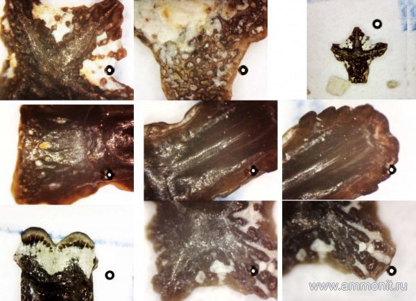 рыбы, нижний карбон, стешевский горизонт, чешуя, Заборье, чешуя рыб