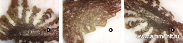 рыбы, нижний карбон, стешевский горизонт, чешуя, Заборье, чешуя рыб