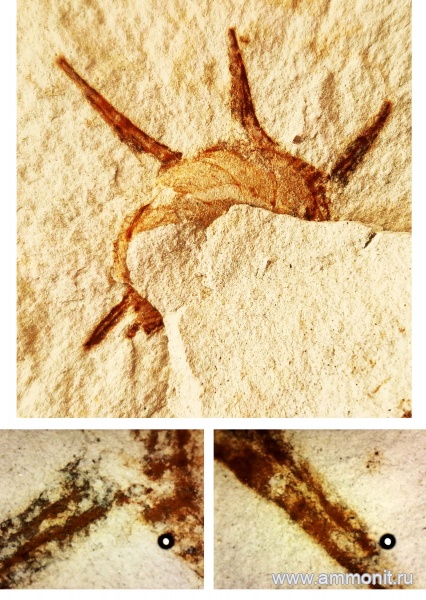 моллюски, Крым, сеноман, Трудолюбовка