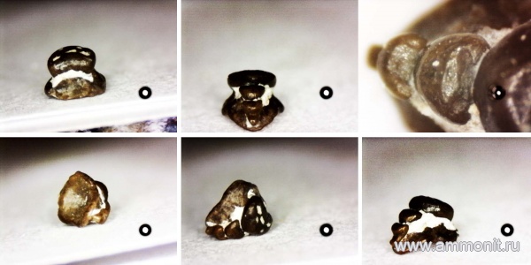 рыбы, нижний карбон, ротожаберные зубы, стешевский горизонт, зубы рыб, Заборье