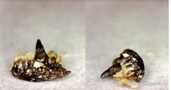 рыбы, нижний карбон, стешевский горизонт, зубы рыб, Заборье, Tamiobatis