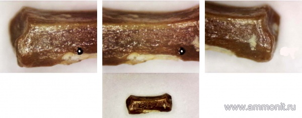 позвоночные, нижний карбон, стешевский горизонт, Заборье