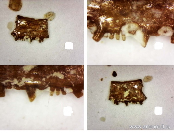 рыбы, нижний карбон, стешевский горизонт, зубы рыб, Заборье