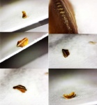 Зуб малька?