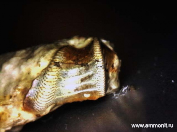 рыбы, нижний карбон, Poecilodus, стешевский горизонт, зубы рыб, Заборье