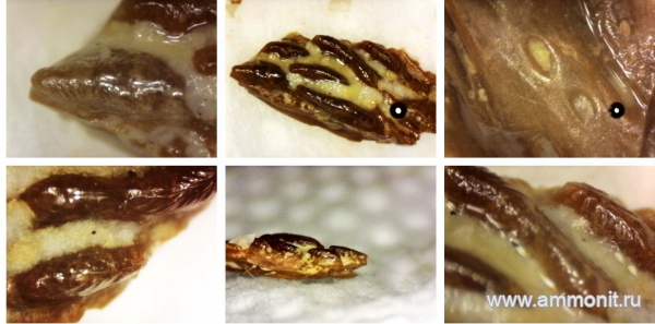 рыбы, нижний карбон, стешевский горизонт, Заборье